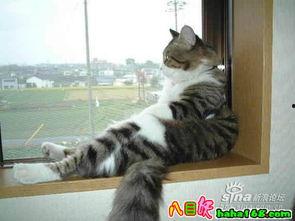 八卦猫的日常,揭秘猫咪世界的趣味瞬间